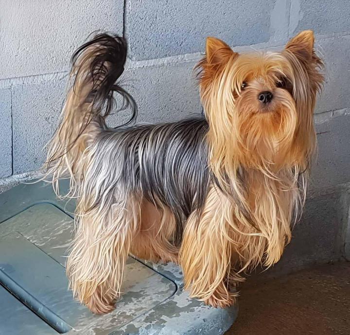 Élevage Yorkshire Var