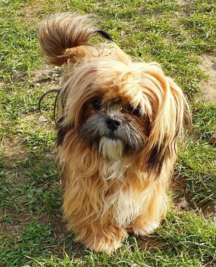 Shih Tzu Breeding PACA