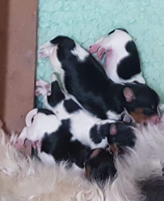 67588523 2422778734670090 5240636339149340672 n