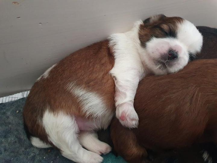 Shih Tzu Breeding PACA