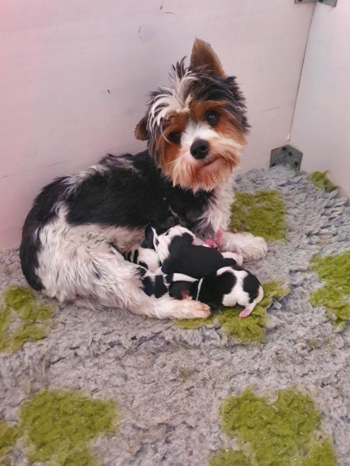 Élevage Yorkshire Biewer Var