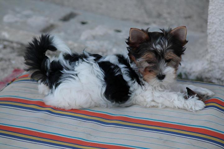 Élevage Yorkshire Biewer Var