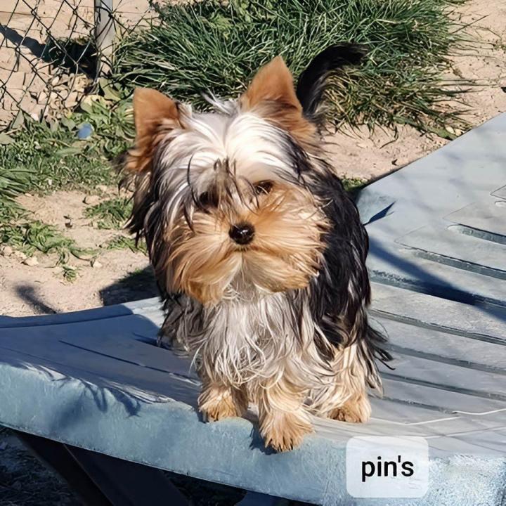 Élevage Yorkshire Var