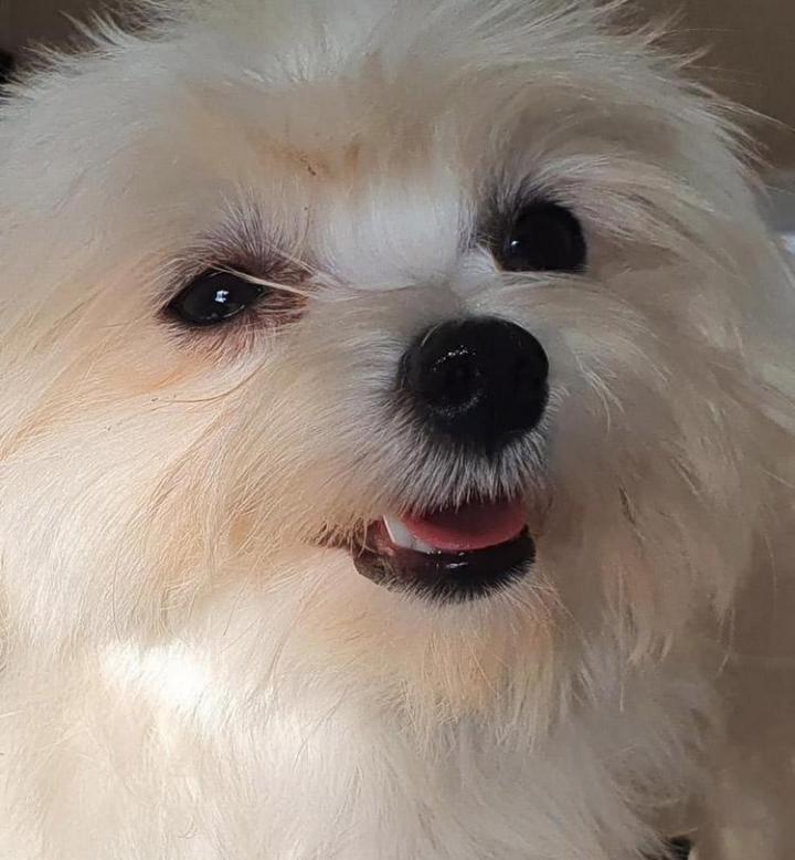 Maltese Bichon Breeding Occitanie