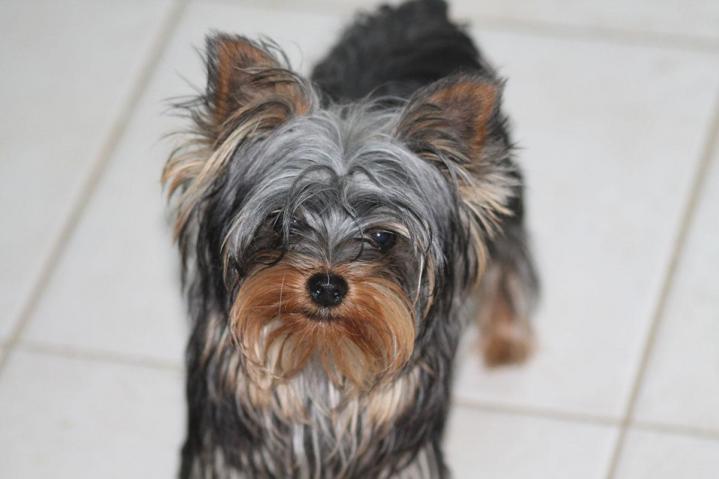 Élevage Yorkshire PACA