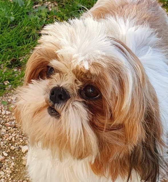 75429424 2483246445279105 2560776097352384512 n