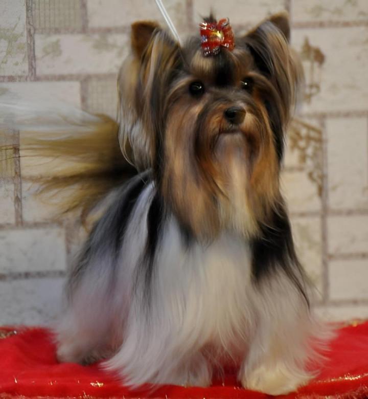 Élevage Yorkshire Biewer Var