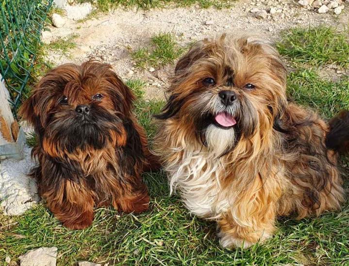 Shih Tzu Breeding Var