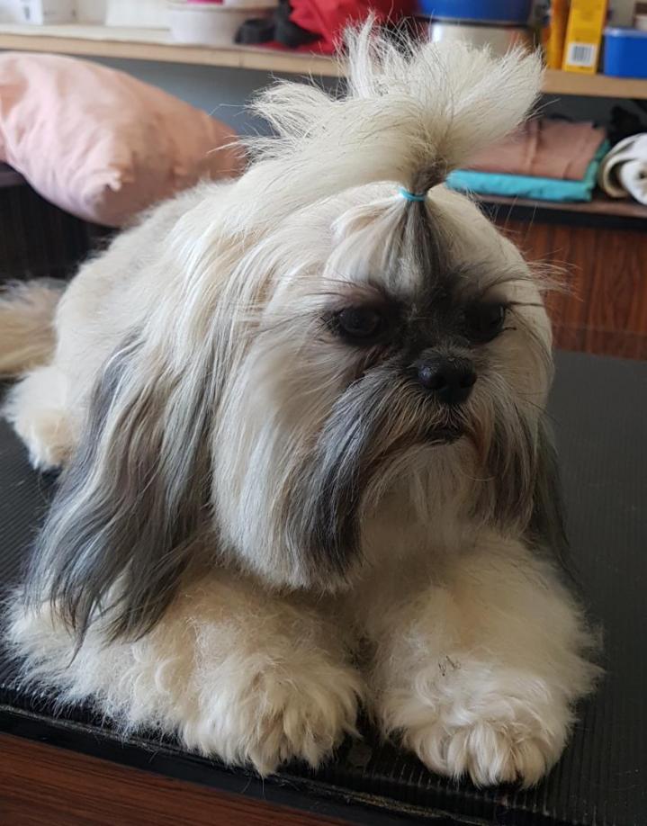 Shih Tzu Breeding PACA