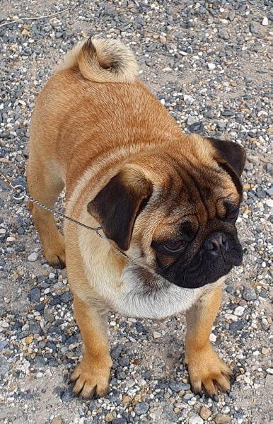 Farming Carlins PACA