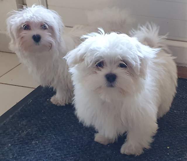 80459471 582829049185100 2989441097945579520 n