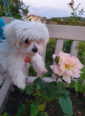 Maltese Bichon Breeding PACA