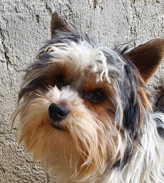 83652249 1501163640048729 3723783581034610688 n