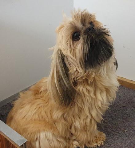 Shih Tzu Breeding PACA