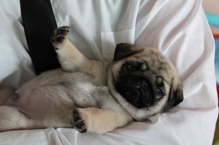 Élevage Carlins Occitanie