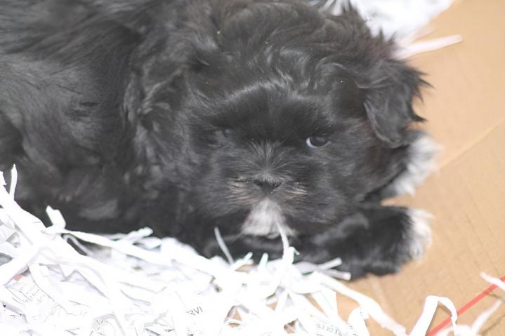 Shih Tzu Breeding Var