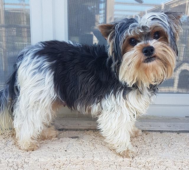 Élevage Yorkshire Biewer Var