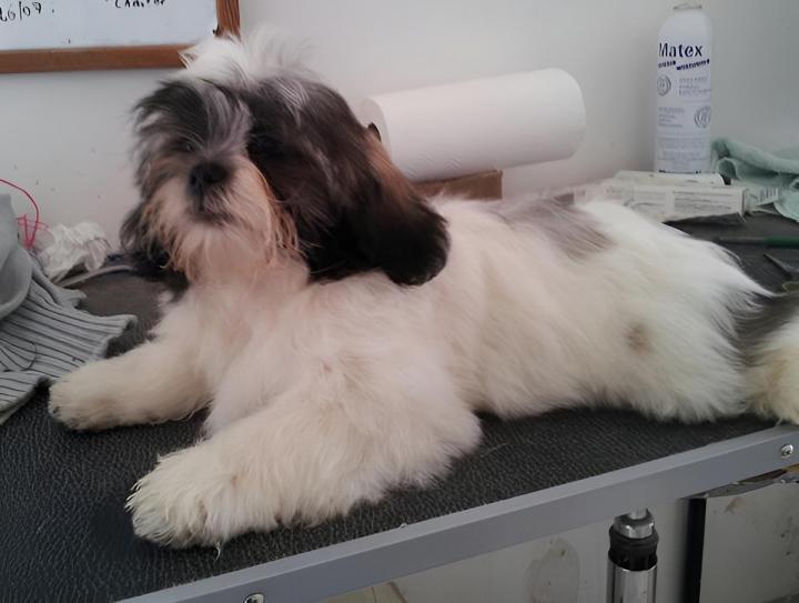Shih Tzu Breeding Occitanie