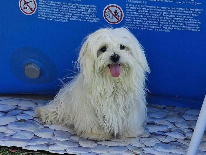 Maltese Bichon Breeding Var