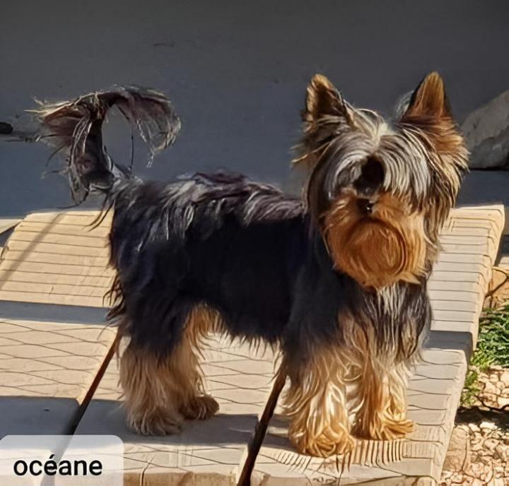 Élevage Yorkshire Occitanie