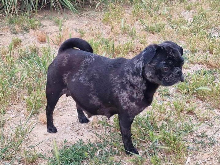 Farming Carlins PACA