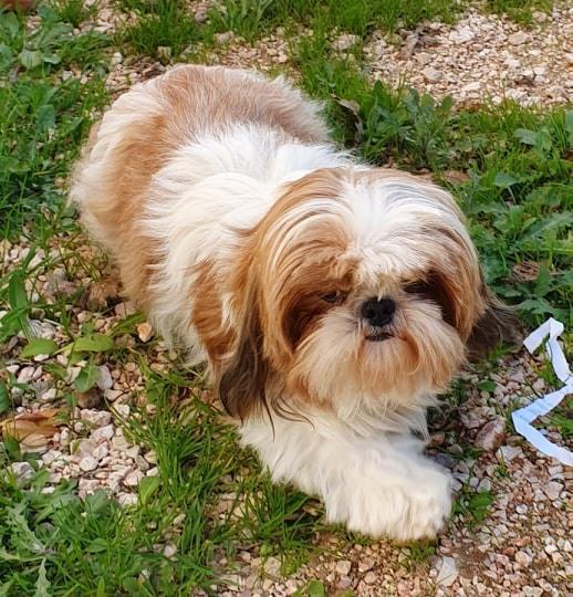 Shih Tzu Breeding Occitanie