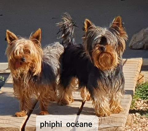 92718024 2869673546479895 8805165410476359680 n