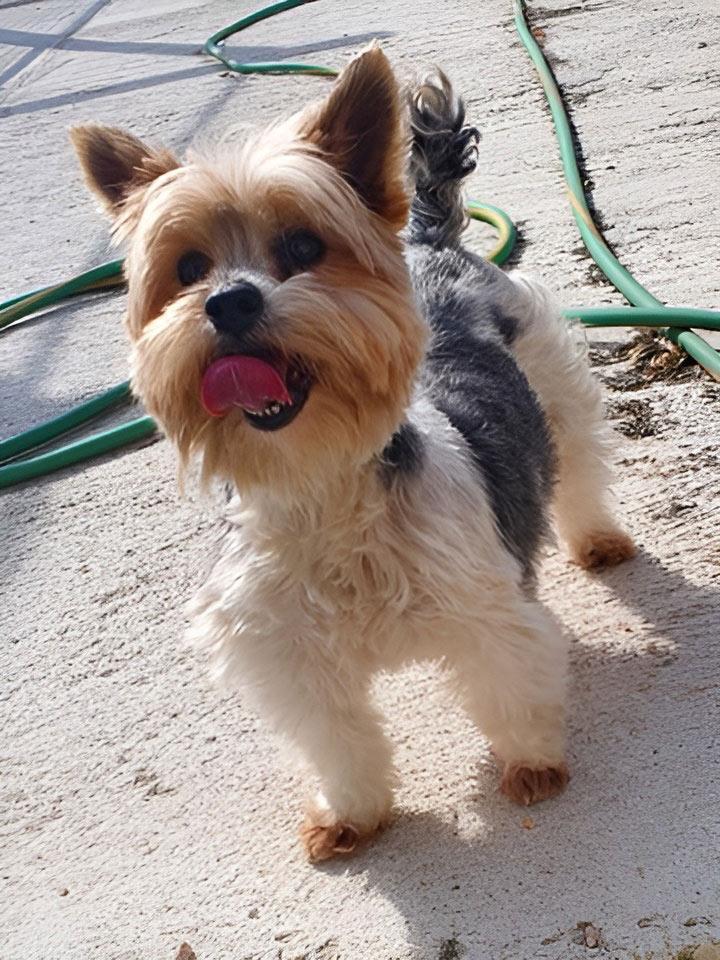 Petit terrier élégant au caractère vif.