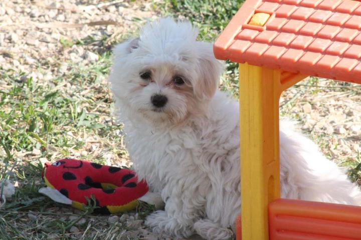 Maltese Bichon Breeding Occitanie