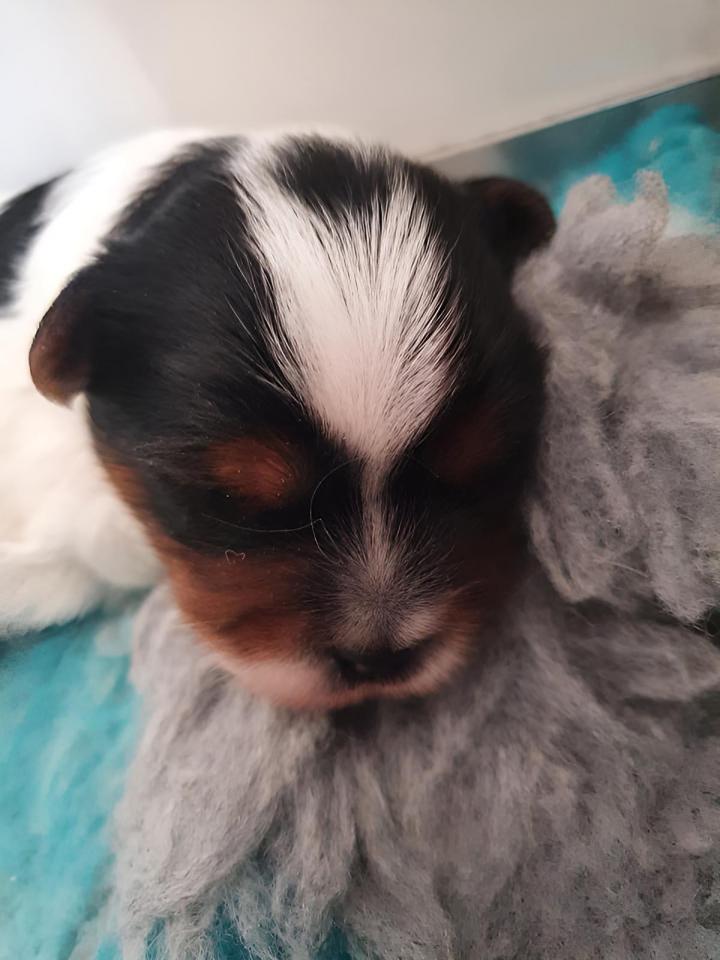 Élevage Yorkshire Biewer PACA