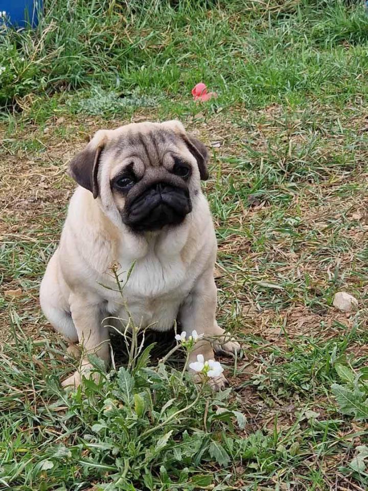 Élevage Carlins PACA