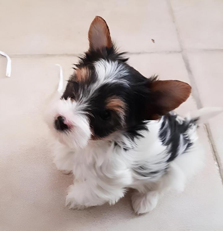 Élevage Yorkshire Biewer Occitanie