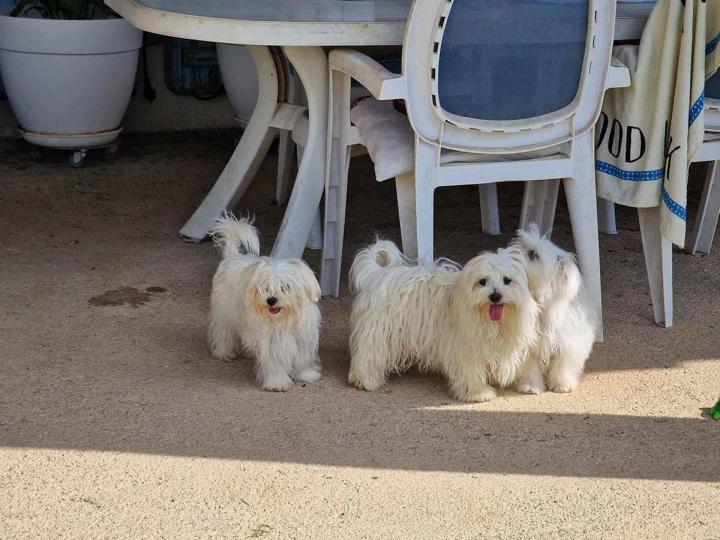 Maltese Bichon Breeding Occitanie