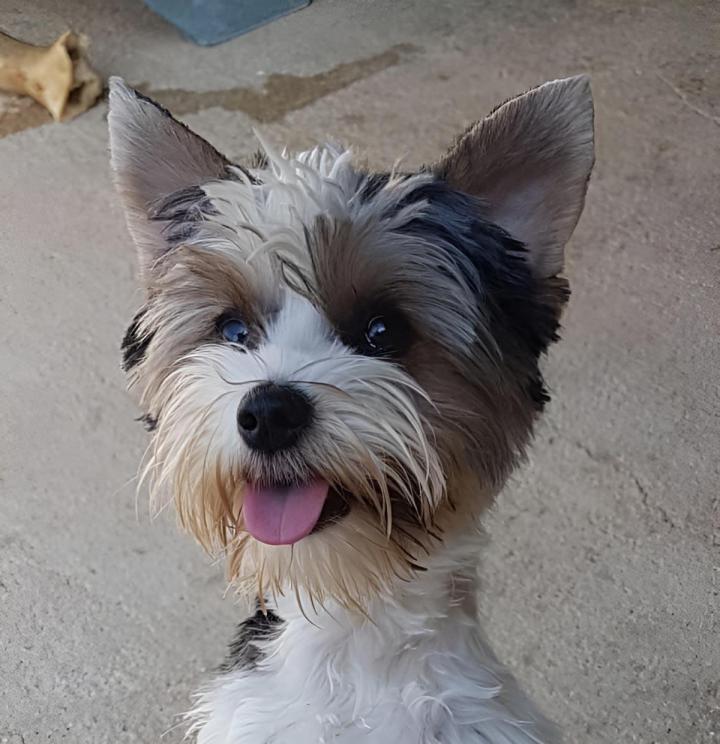 Élevage Yorkshire Biewer Occitanie