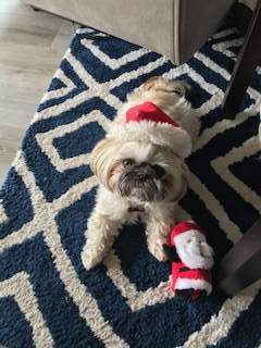 Pippa (USA) shih tzu