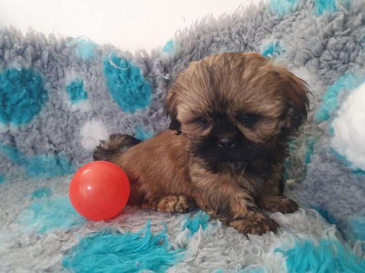 Shih Tzu Breeding Var