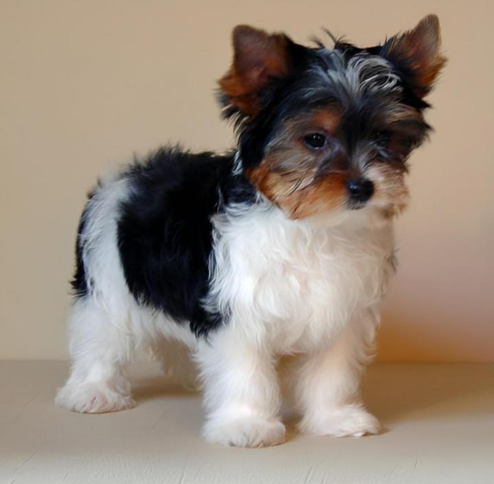 Yorkshire Biewer Breeding Occitanie