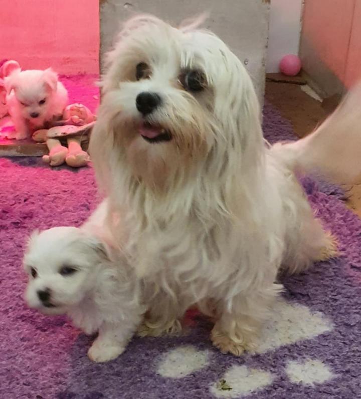 Maltese Bichon Breeding Var