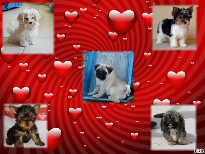 Farming Carlins PACA