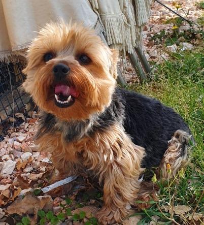 Yorkshire Breeding Occitanie