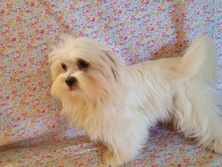 Maltese Bichon Breeding Occitanie
