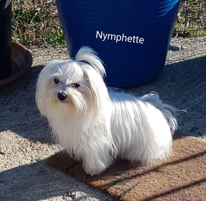 Maltese Bichon Breeding PACA