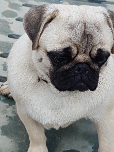 Pug Breeding Occitanie