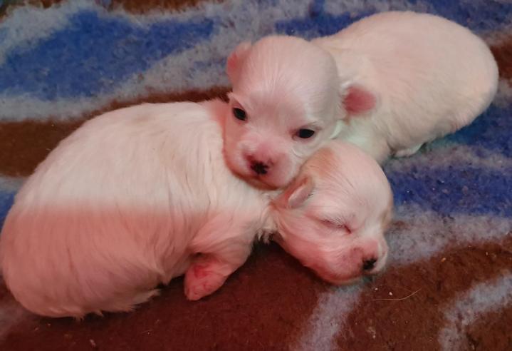 Maltese Bichon Breeding Occitanie