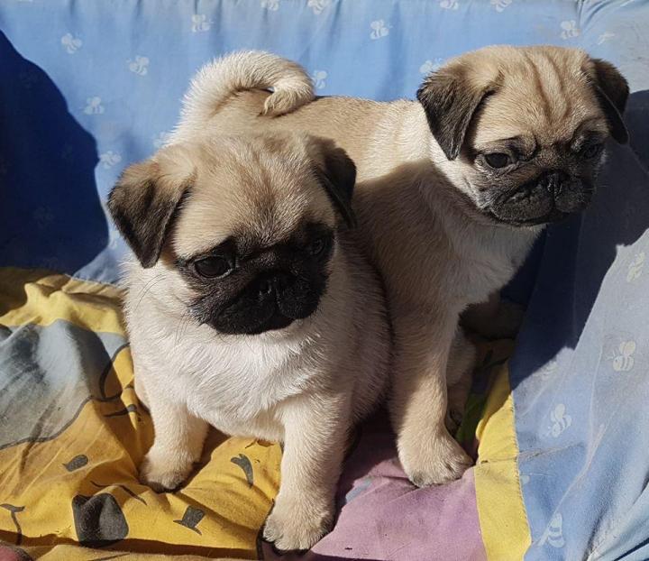 Élevage Carlins Occitanie