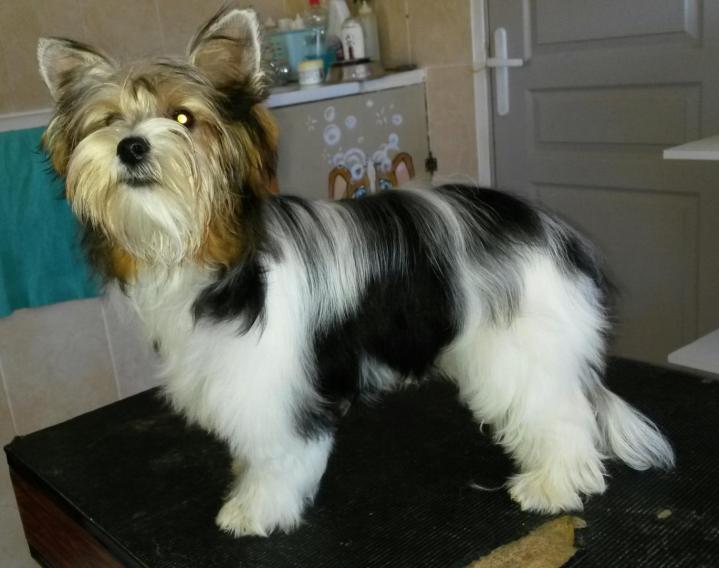 Yorkshire Biewer Breeding PACA