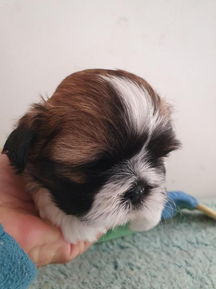 Shih Tzu Breeding PACA