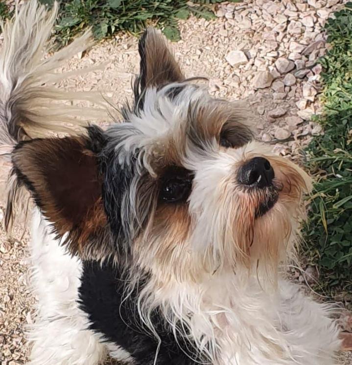 Élevage Yorkshire Biewer Occitanie