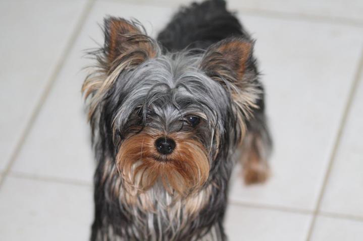 Petit terrier énergique et intelligent.