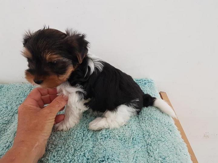 Élevage Yorkshire Biewer PACA